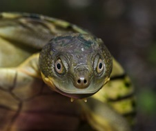 bellinger-river-snapping-turtle-myuchelys-georgesi-endangered-nl.jpg