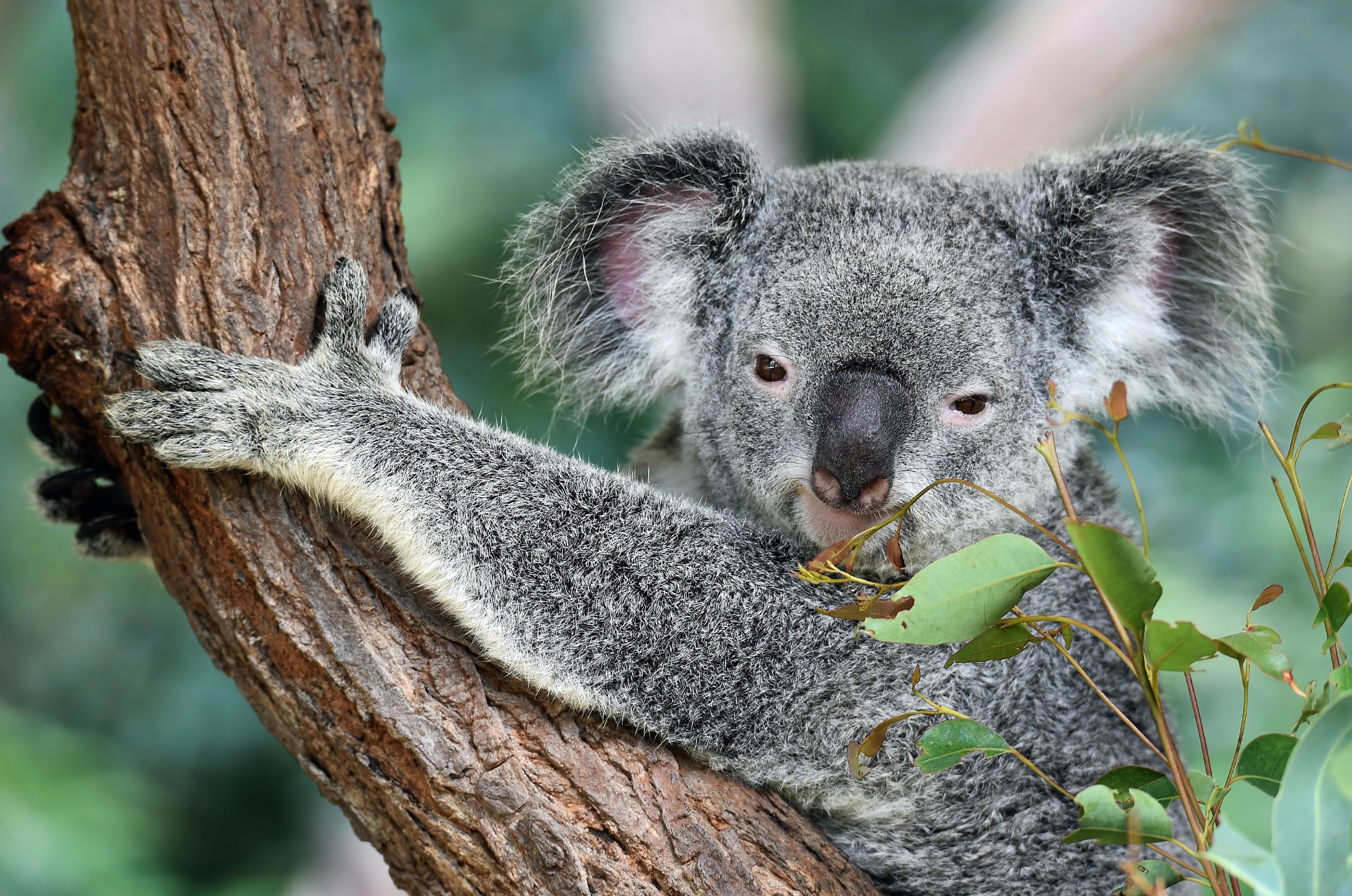koala.jpg