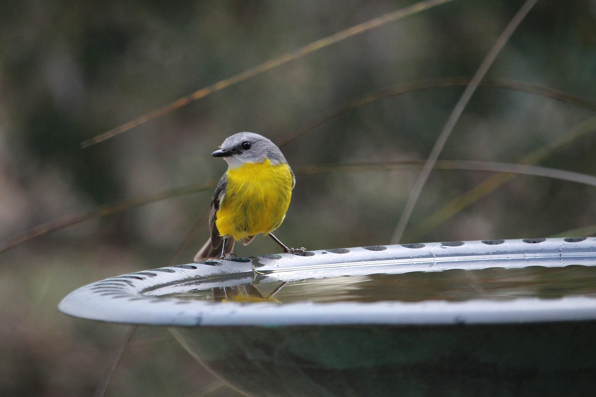 PIXABAY_eastern yellow robin.jpg