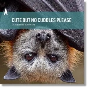 ff cute no cuddles.jpg