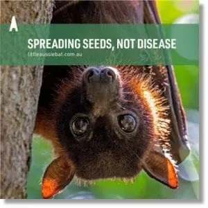 ff seeds not disease.jpg