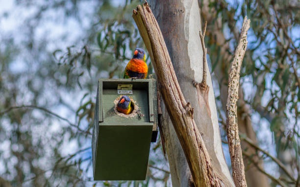 nestbox1.jpg