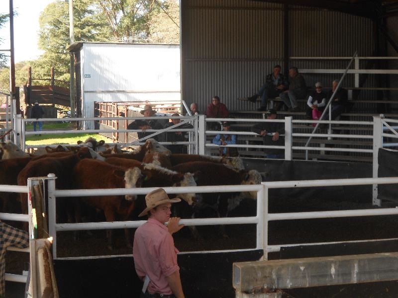 Dorrigo-Saleyard-Cattle-4-Elders-Dorrigo.jpg