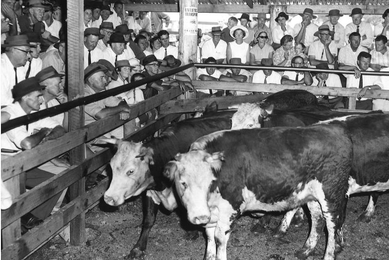 Saleyard-BW_4.jpg