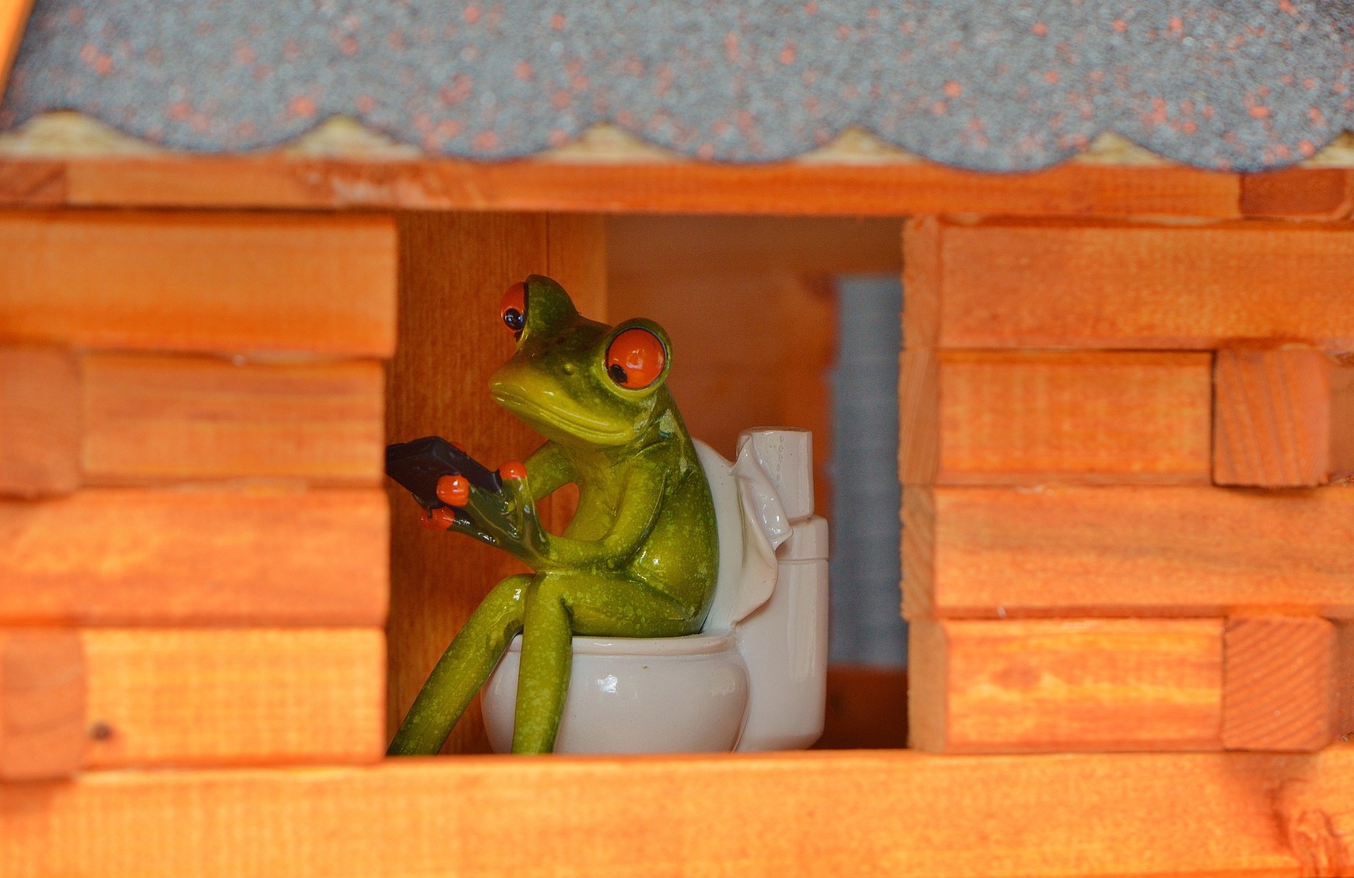 Frog on Toilet