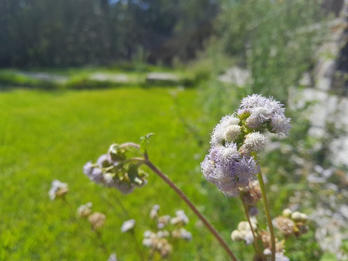 BGW_flower.jpg