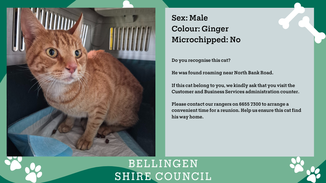 Ginger-Cat-August-2025.png