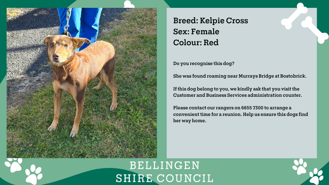 Kelpie-Cross-July-2025.png