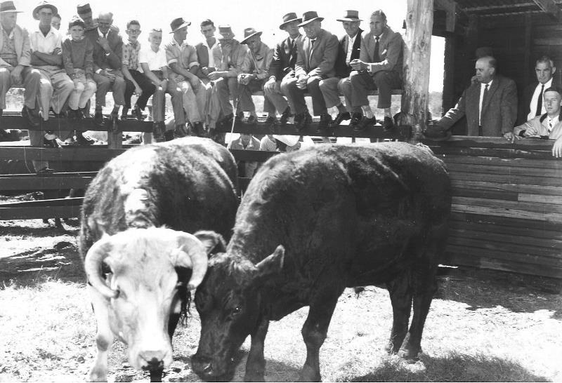 1962_Bull-Sale-Ebor.jpg