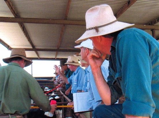 2003-calfsale.jpg
