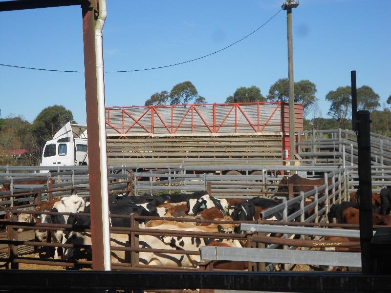 Dorrigo-Saleyard-Cattle-5-Elders-dorrigo_1.jpg