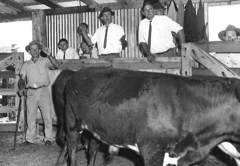 Saleyard-BW_1.jpg