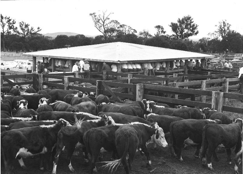 Saleyard-BW_6.jpg