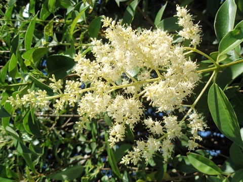 Privet in flower.jpg