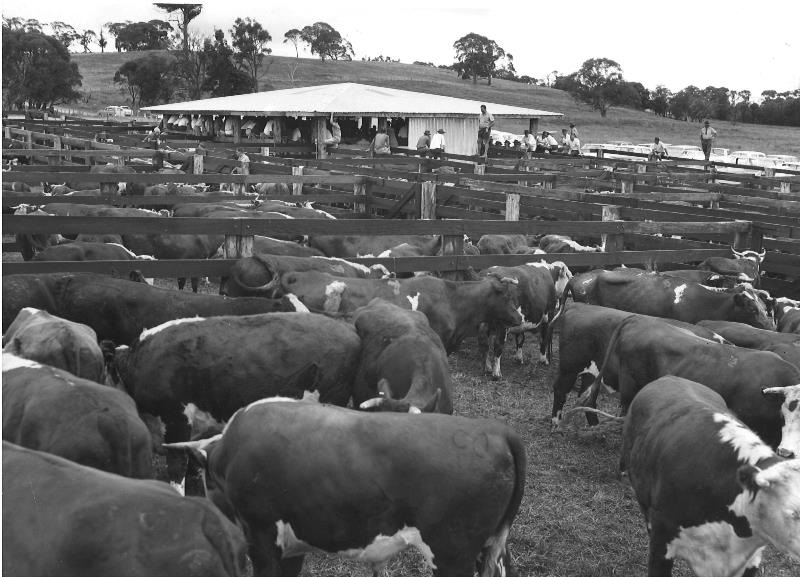 Saleyard-BW_3.jpg