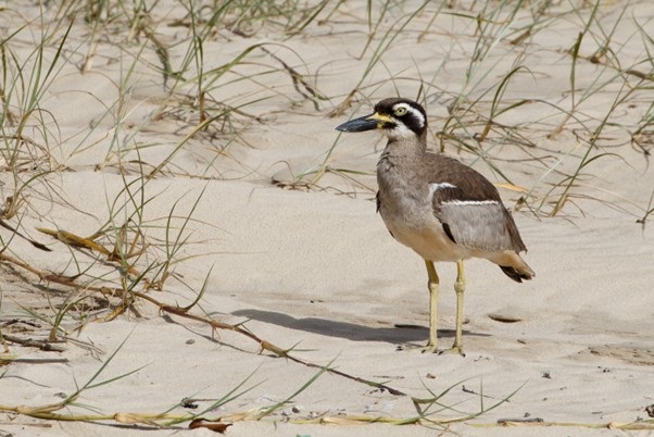 Beachstonecurlew.jpg
