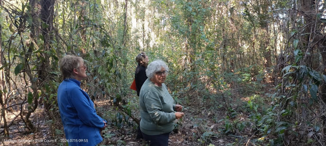 Bellingen St Landcare Before Photo by Jason Johns.png
