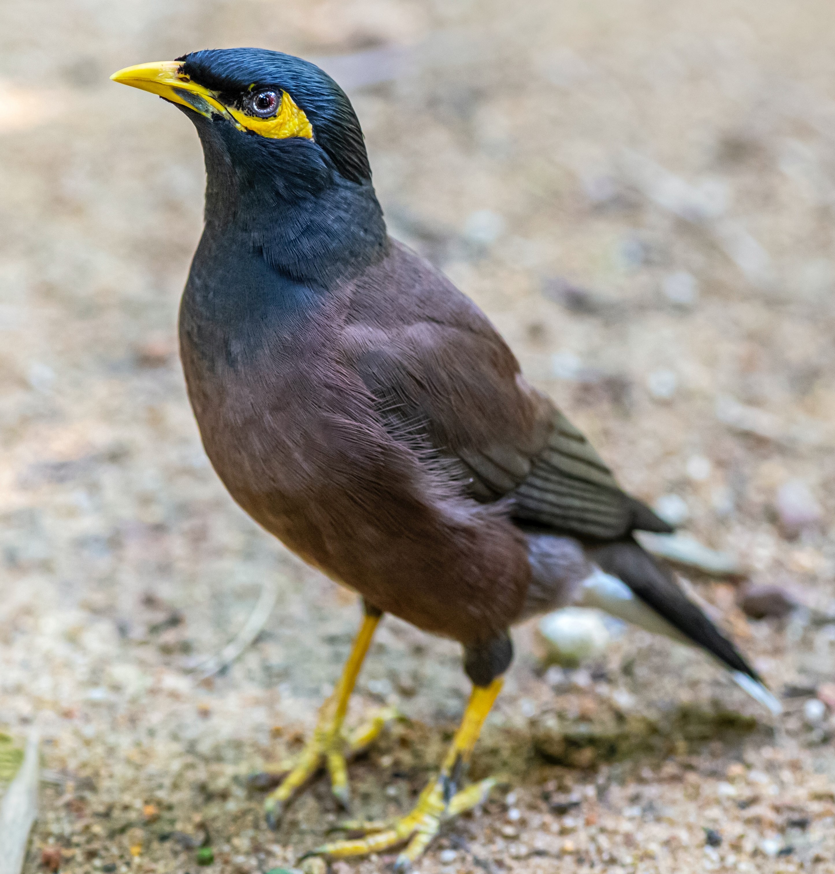 common myna.jpg