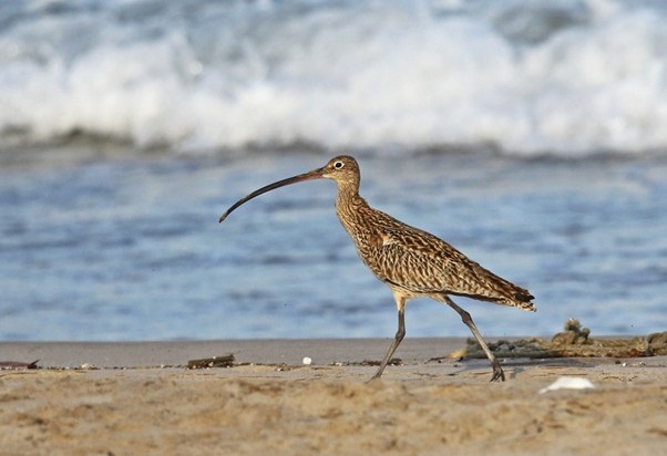 Eastern_curlew.jpg