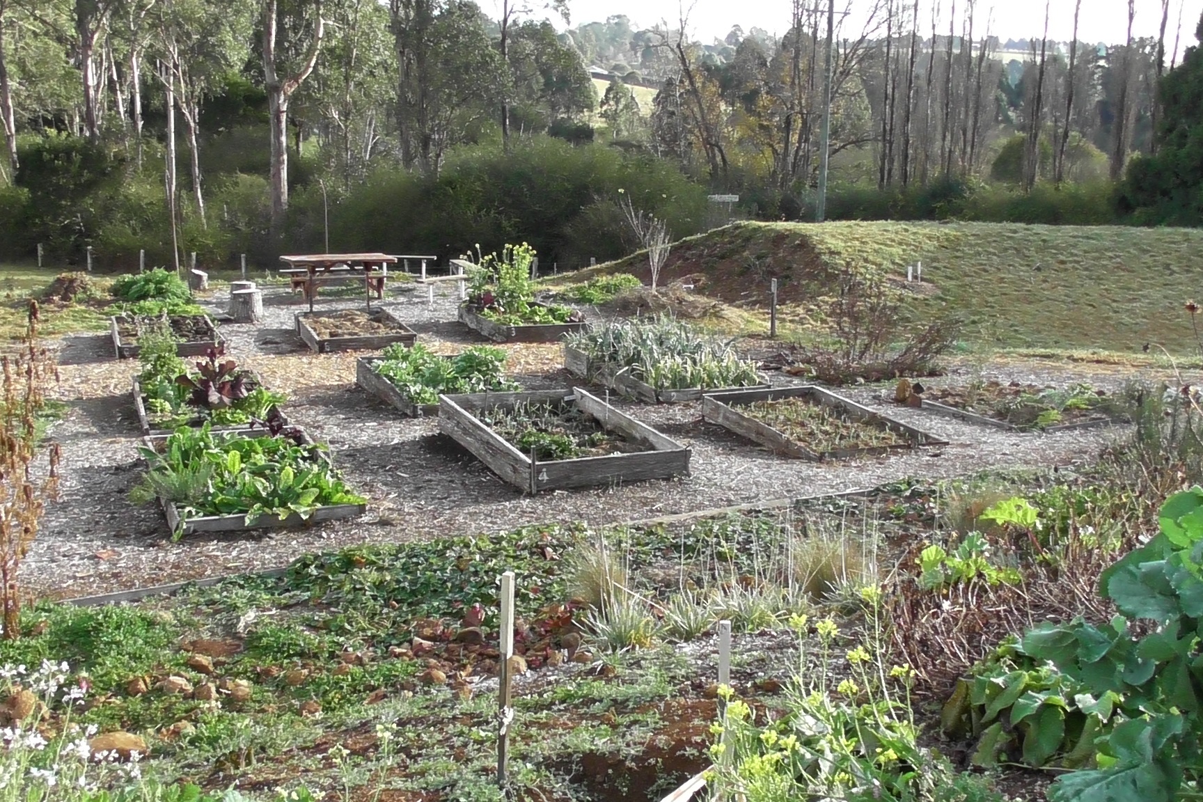 Garden Beds.JPG