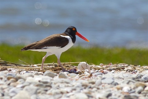 Picture3_Piedoystercatcher.jpg