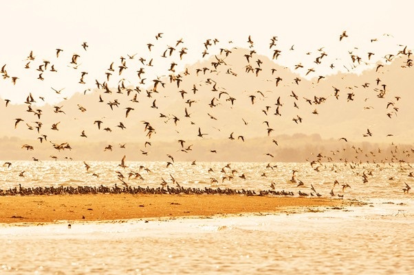 Shorebirds.jpg