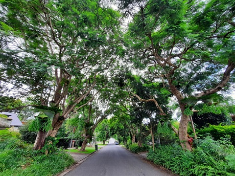 St in Bellingen.jpg