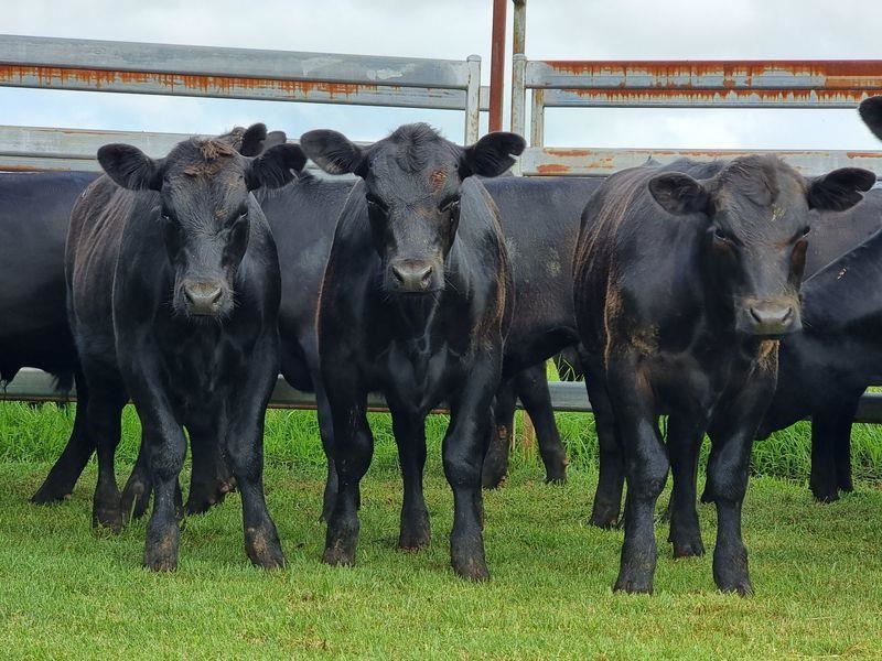 Dorrigo Sale Yards