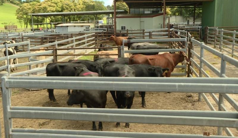 DORRIGOSALEYARDS2021.jpg