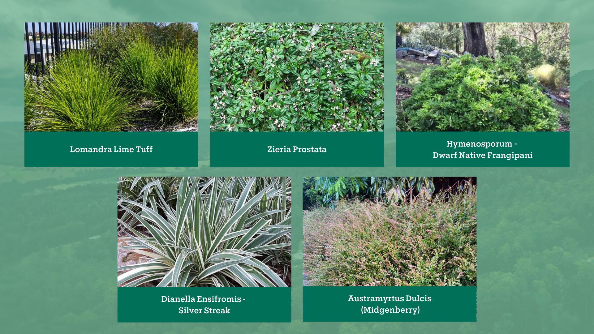 Chamber Gardens plants.png