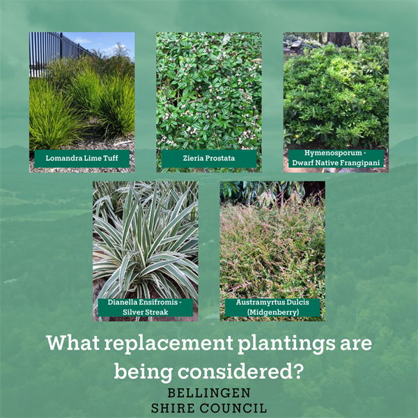 Essential Landscaping - Planting .png