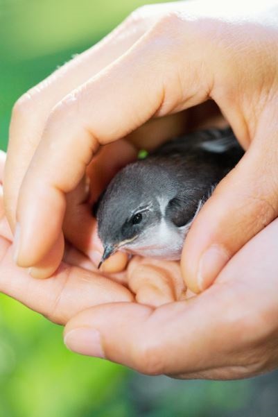 injured-wildlife.jpg
