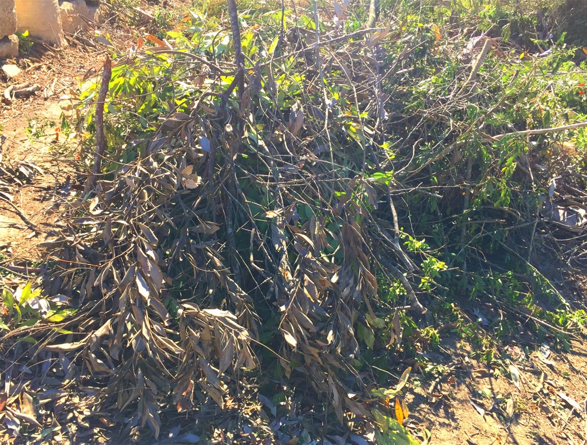 Green waste.JPG