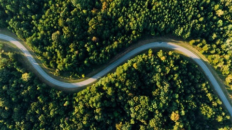 Forest Road.jpg