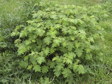 TSA-Foliage.2.jpg