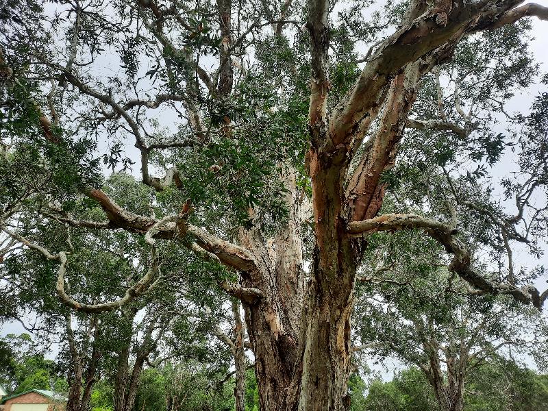 Paperbark 2 LC.jpg