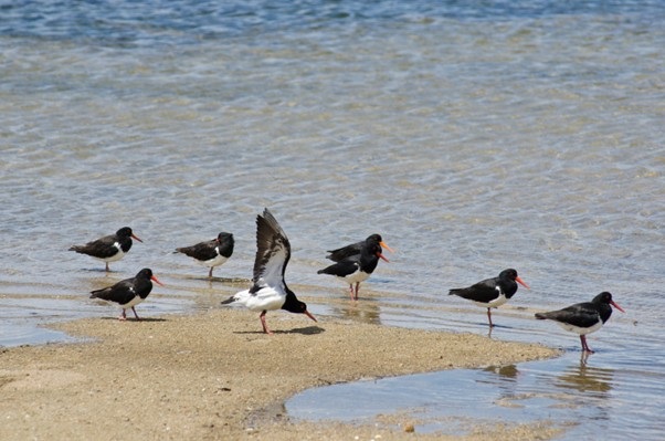 Picture1_pied_oystercatcher.jpg